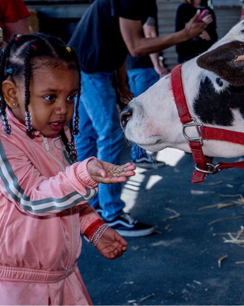 Child feeding pony at NTL petting zoo