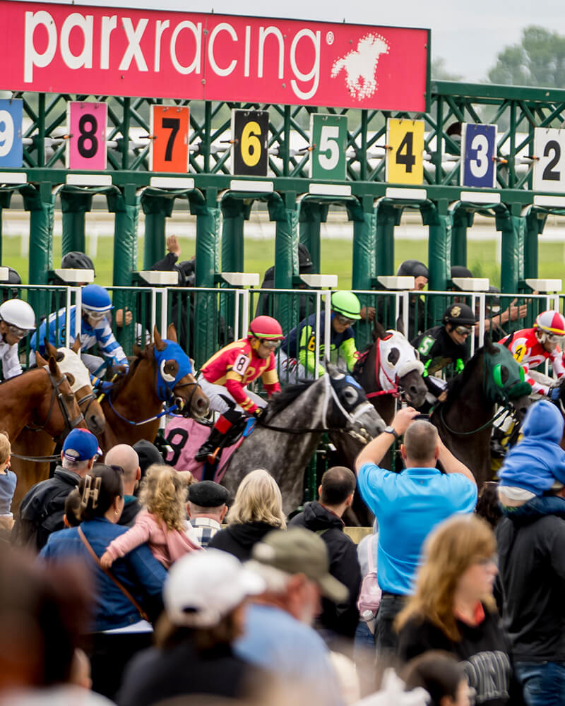 Horses exiting starting gate at NTL event