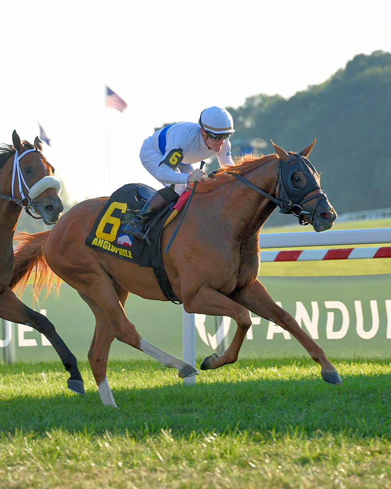 Horses racing at NTL event