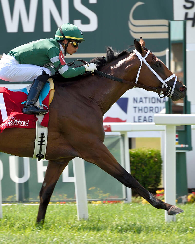 Horses racing at NTL event