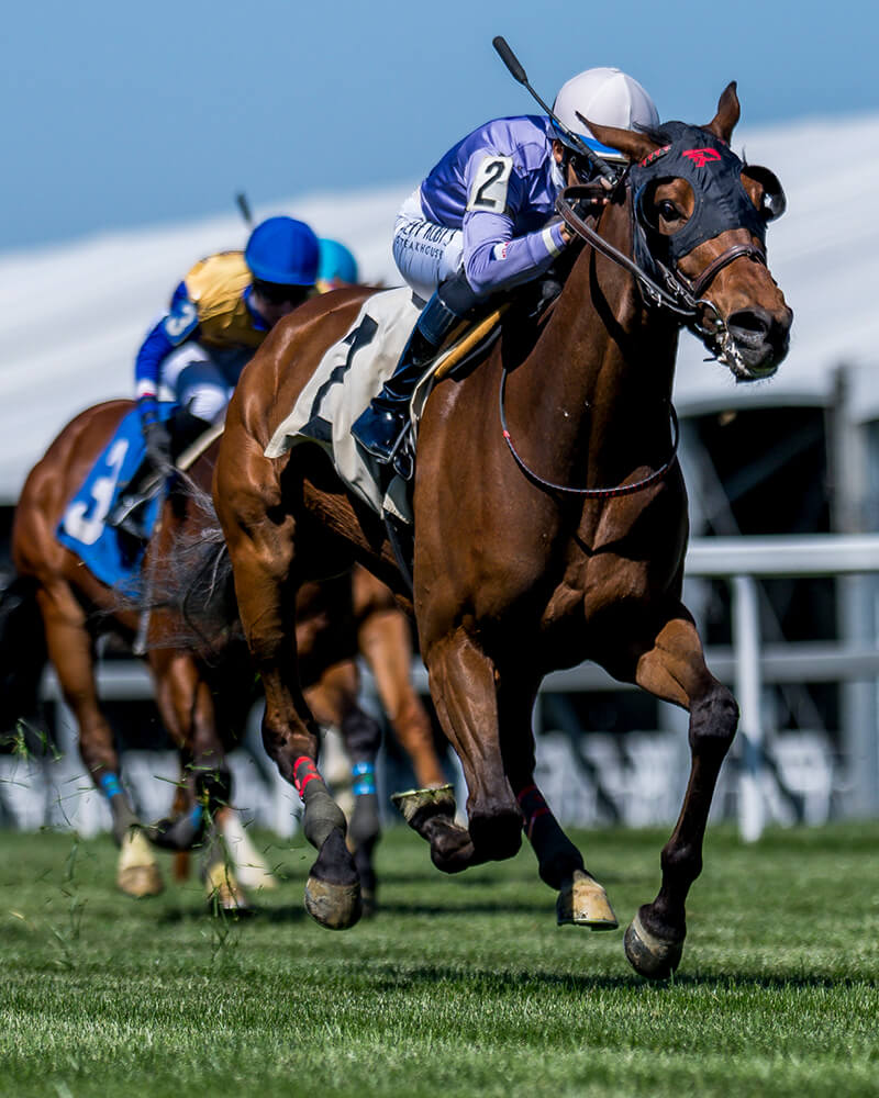Horses racing at NTL event