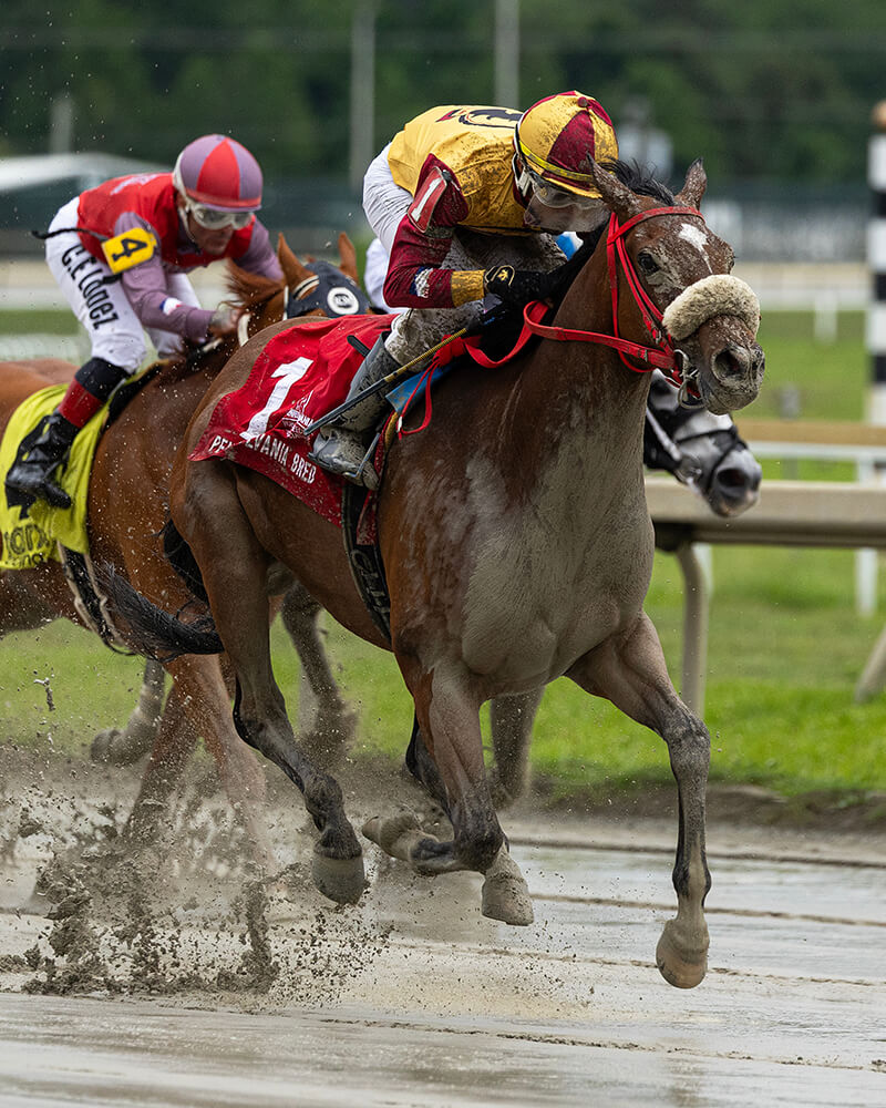 Horses racing at NTL event